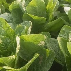 代办各种类蔬菜欢迎你的光临！