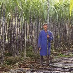 玉林樟木黑皮甘蔗大量上市中