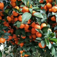 荔浦沙糖桔，服务代理。