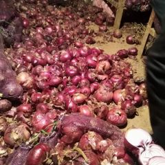 红皮洋葱大量销售