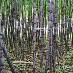 自种红皮甘蔗大量出售