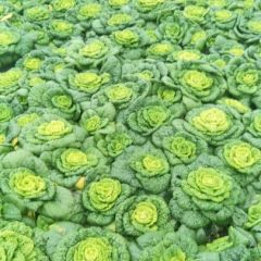 自家量产 大量出售