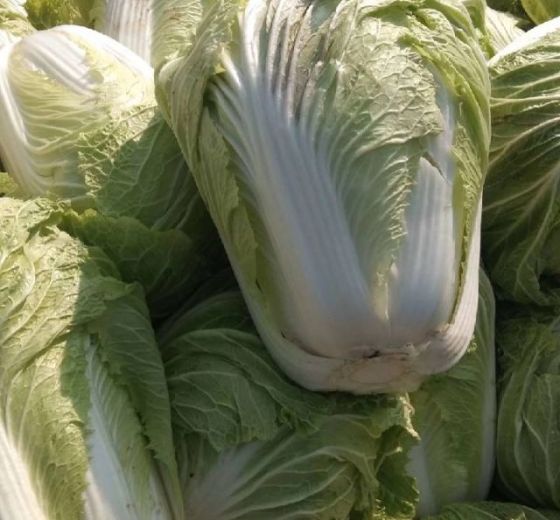 2018年山东大叶菠菜价格