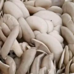 鲜平菇种植基地