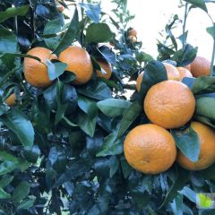 优质沃柑新鲜上市