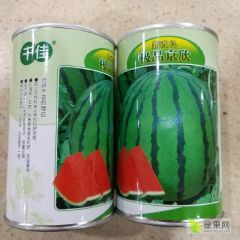 极品京欣西瓜杂交一代原种蔬菜基地合作社专用