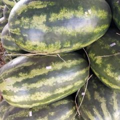 缅甸进口皮二西瓜，大吨位供应