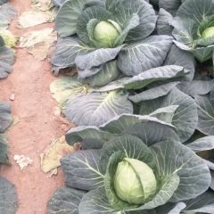 2025年河南代办崔杰供应大量圆甘蓝扁包菜求合作