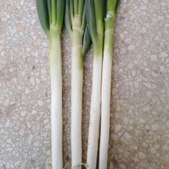 樊集乡铁杆大葱大量供应