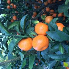一级靓货的砂糖橘陆续上市了！