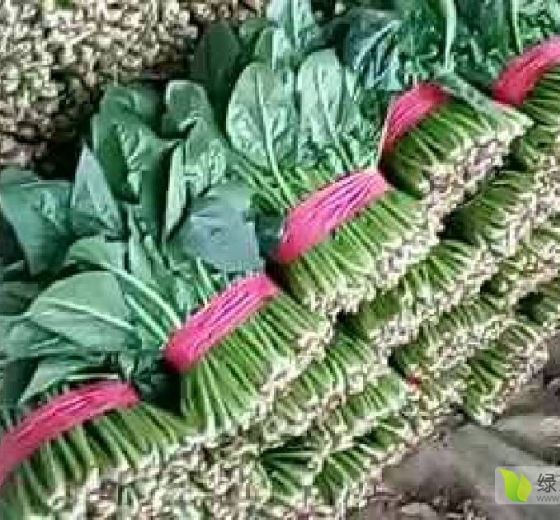 2019年山东东昌府大叶菠菜价格
