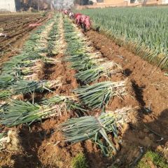 新野大葱基地 大量供应铁杆大葱