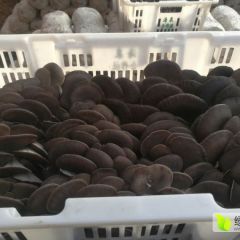 肥乡后营牛帅飞无公害鲜蘑菇 ，平菇，现在已经大量上市，欢质