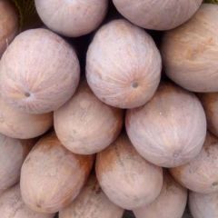 蜜本南瓜-山西原平直供