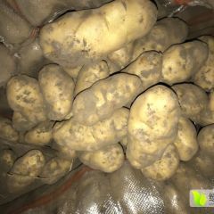 沽源沽源张凌云荷兰十五土豆