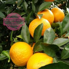 优质沃柑将于2019.1.22日上市供应啦！