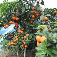 阳朔县砂糖橘上市，