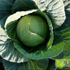 西昌市甘蓝已上市颜色好