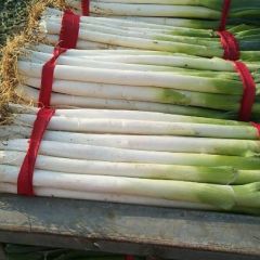 代办新野大葱质优价廉