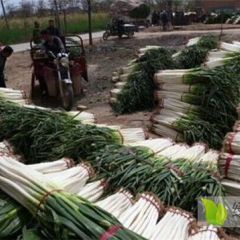 日本钢葱 铁杆大葱 长白大葱