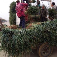 河南农户贱卖大葱