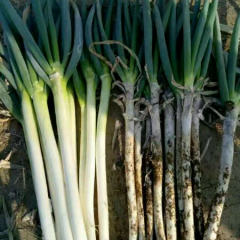 河南大葱大量贱卖