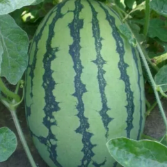 高品质礼品西瓜