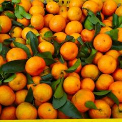 钟山沙糖桔(贡柑）大量上市啦