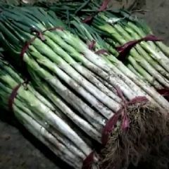 山东聊城沙镇贾楼现大葱正上市中