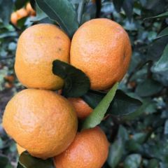 玉林砂糖橘大量上市中