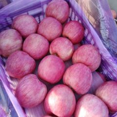 韩富士口感甜脆，表光亮颜色好