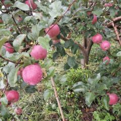 昭通苹果之乡欢迎四方朋友的到来