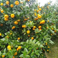 代辦八月桔，沙塘橘