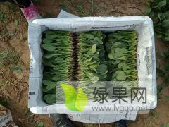 2018年山东惠民绿神价格