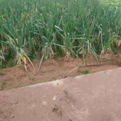 河南省焦作市修武县长白大葱优质供应中