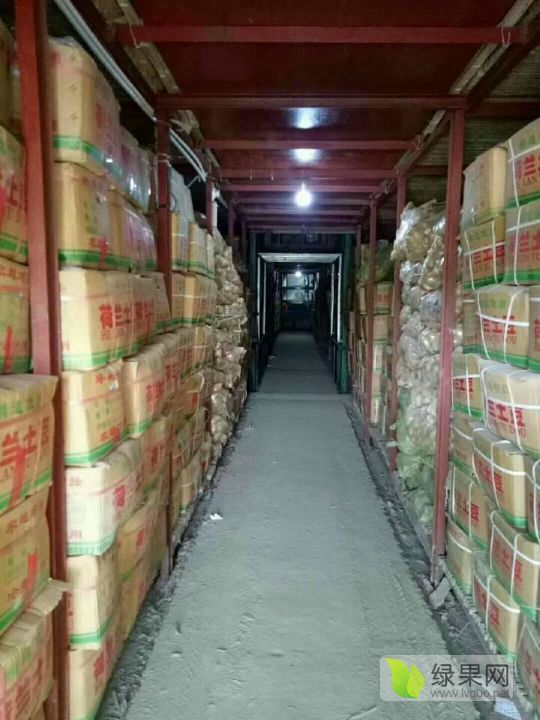 2018年山东肥城荷兰十五价格