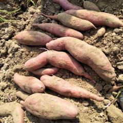 出售优质地瓜，龙薯九，济薯26，苏八！等