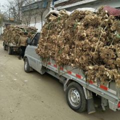 干大葱大量出售，价格偏低