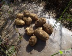 准有机土豆，脱毒紫花白原种种植