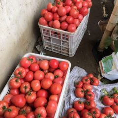 山东费县西红柿火热上市