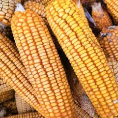 大量供应黄玉米，基地直供，货源充足