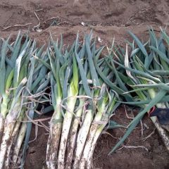 滕州铁杆大葱，有着大面积大葱