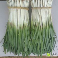 太白韭菜,中国唯一