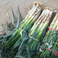 铁杆大葱，便宜卖了，需要抓紧