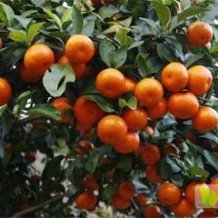 供应广西沙糖桔 无核沙糖桔