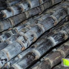 大量供应黑皮甘蔗 农户自己种植的黑皮甘蔗