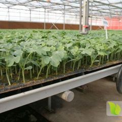 潍坊市优质西瓜苗