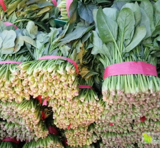 2019年山东东昌府全能菠菜价格
