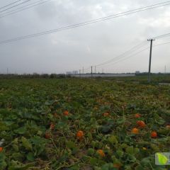 30万斤红皮南瓜批发