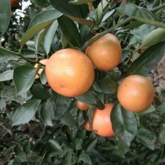 皇帝柑上市中，个头大均匀果面光亮，口感清甜。